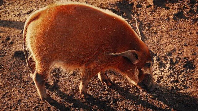 Wild Pig Sniffs Around The Ground At Sunset