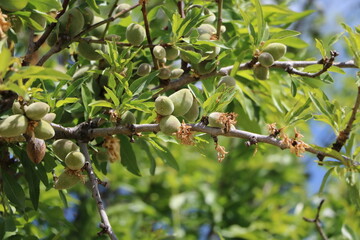 Obraz premium Green almonds on the tree in spring, Italy