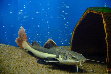 Flathead catfish lies sand at bottom aquarium with blue background.