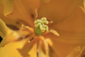 close up of a flower