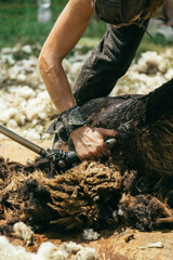 sheep shearer 