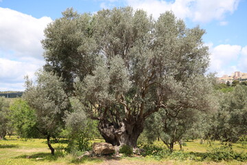 Gnarled old olive tree in spring, Sicily Italy