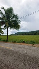 Fototapeta premium trees in the ricefield 