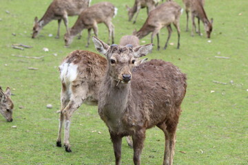 Naklejka na ściany i meble Deer at the park in Aarhus, Denmark