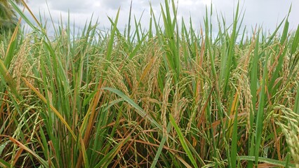 green grass in the morning