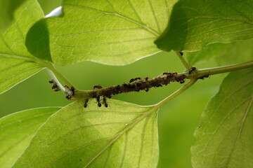 Des fourmis et des larves sur une tige de plante