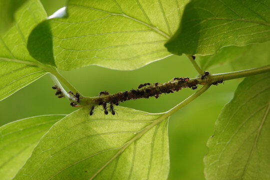Des fourmis et des larves sur une tige de plante