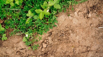 Grüne Pflanzen und Erde