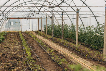 Vegetables growing in a greenhouse.