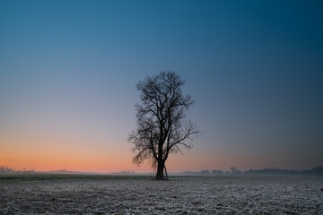 Samotne drzewo na oszronionym polu o świcie.