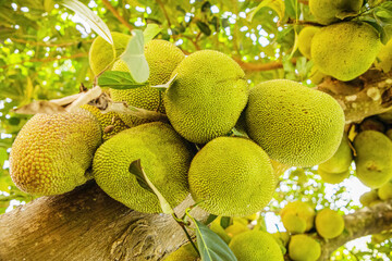 Jack fruits hanging in trees in a tropical fruit garden in Africa