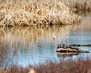 Painted Turtle Photo and Image.  Turtle groups resting in the pond displaying their turtle shell,  in their environment and habitat surrounding.