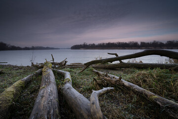 Fototapeta na wymiar Zwalone, martwe drzewa na brzegu rzeki o świcie.