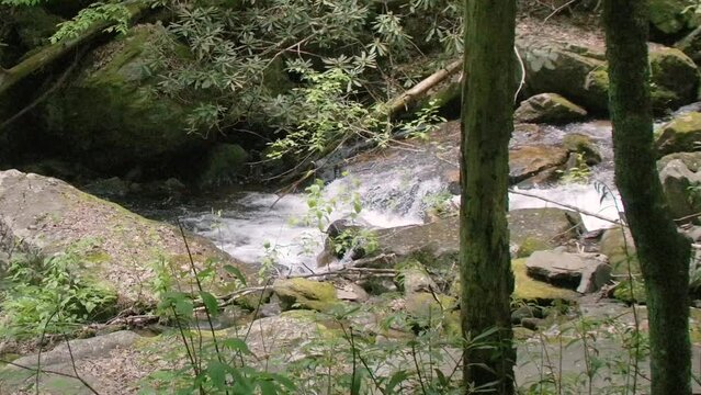 Georgia Anna Ruby Falls  A view following the flow of the water down stream in the York-Smith Creek