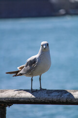 Ssegull on the railing
