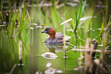 little grebe (Tachybaptus ruficollis) tuffetto comune 