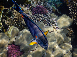 Fototapeta na wymiar An interesting fish of the species sohal surgeonfish (Acanthurus sohal) swimming against the background of the reef.
