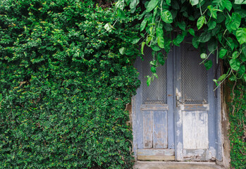 Wooden blue door surrounded by vines and green ivy