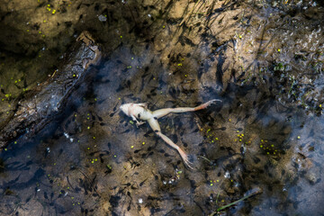Dead frog upside down in a pool of water and many tadpoles.