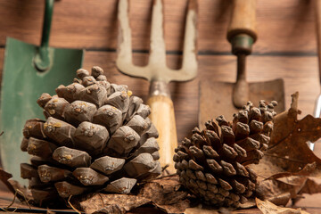 Pine cones and garden tools