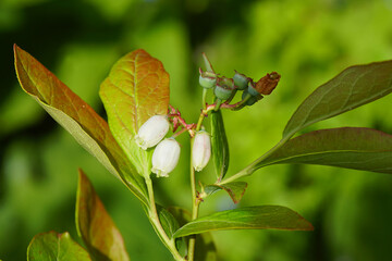 Flowers and ripening berries of the northern highbush blueberry (Vaccinium corymbosum) in a Dutch garden. Family Ericaceae. Spring                                 - obrazy, fototapety, plakaty