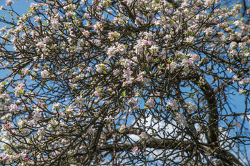 Blossoming apple tree against the blue sky.