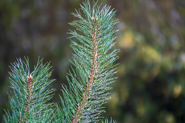 Background of green pine branches with water drops after rain