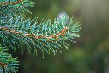 Naklejka na ściany i meble Background of green pine branches with water drops after rain