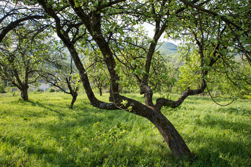 Fototapeta na wymiar Abandoned blooming apple orchard among the mountains.