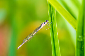 Small dragonfly Enallagma cyathigerum, the common blue damselfly, female. on a blade of grass