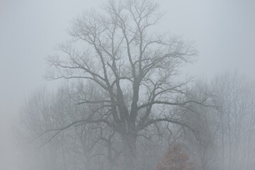 Zima. Duże, stare drzewo w szarej mgle.