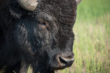 Bison Face