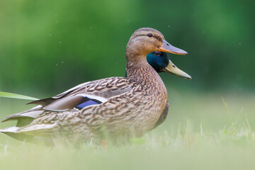 kaczka, krakwa, krzyżówka, ptak
