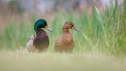 kaczka, krakwa, krzyżówka, ptak © RobertM