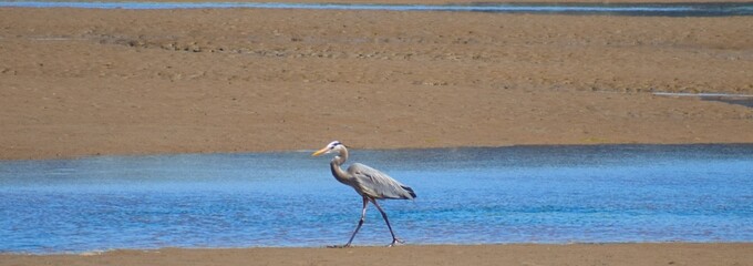 heron