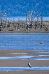 birds on the beach