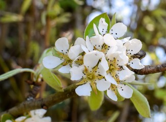 tree blossom