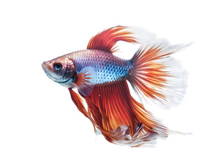 fighting fish isolated from background, generated ai.