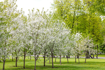 Fototapeta na wymiar Green meadow and blooming apple trees