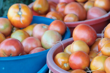 The concept of harvesting, harvesting a summer resident. Ripe juicy tomatoes in a bucket.