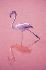 Young flamingo walking gracefully stretching its legs in shallow water with pink background