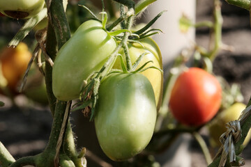 tomatoes in the garden, vegetables growing subsistence farming.