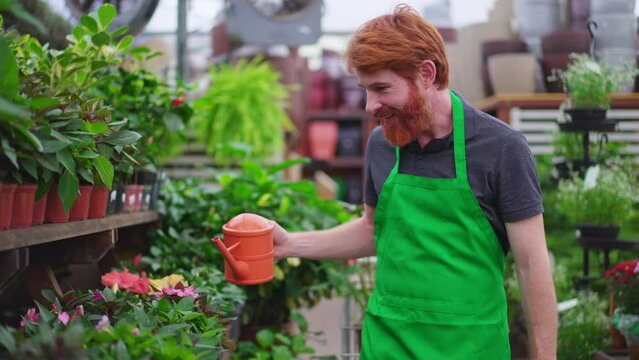 One young employee of Flower Shop watering plants on shelf aisle. A male redhead staff wearing green apron using water can working at local business store
