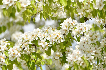 apple tree blooms profusely in the spring