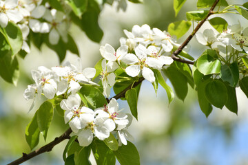 apple tree blooms profusely in the spring