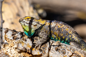 An adult male desert spiny lizard, Sceloporus magister, displaying breeding colors. A brightly colored lizard with brown, blue and yellow markings posing on a prickly pear cacti. Sonoran Desert, USA.