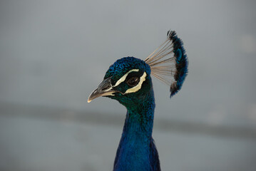 Peacock head