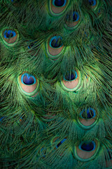 Peacock feathers