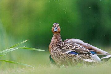 kaczka, pisklęta, krakwa, krzyżówka, ptactwo © RobertM