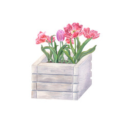 Pink double tulips in garden wooden pot isolated on transparent background. Watercolor illustration of spring flowers for the design of postcards, booklets, flyers, labels, magazines, greetings